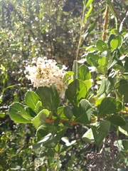 Escallonia myrtoidea