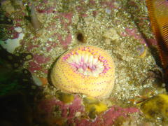 Anthostella stephensoni