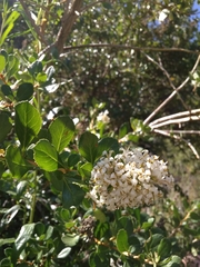 Escallonia myrtoidea