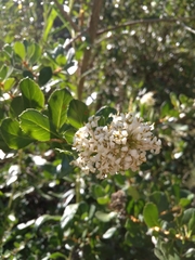 Escallonia myrtoidea