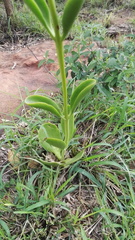 Kalanchoe paniculata