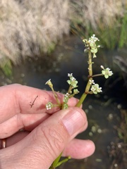 Crassula natans natans