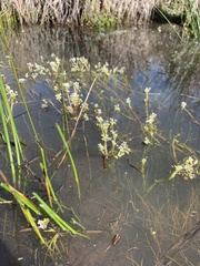 Crassula natans natans