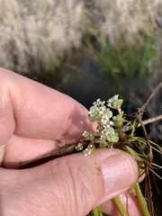 Crassula natans natans