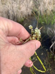 Crassula natans natans
