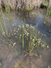 Crassula natans natans
