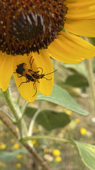 Chauliognathus basalis