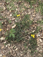 Lotus corniculatus