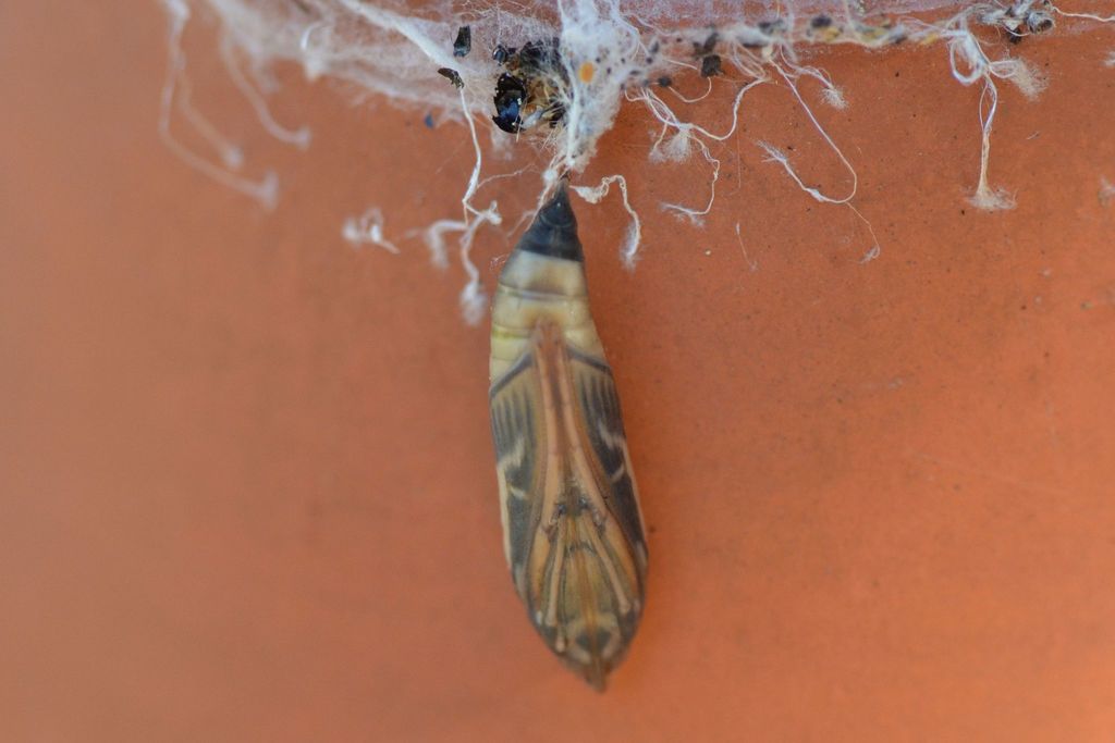Box tree moth (Cydalima perspectalis)