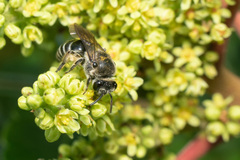 Colletes nudus
