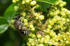 Colletes nudus