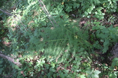Asparagus schoberioides