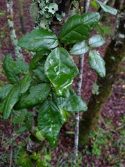 Boquila trifoliolata