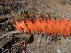 Aloe ortholopha