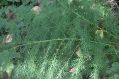 Asparagus schoberioides