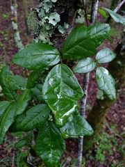 Boquila trifoliolata