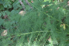 Asparagus schoberioides