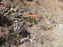 Aloe ortholopha