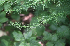 Asparagus schoberioides