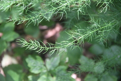 Asparagus schoberioides