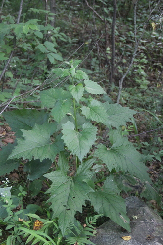 Synurus palmatopinnatifidus iNat (3)