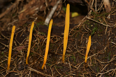 Clavaria flavipes