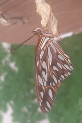 Dione vanillae