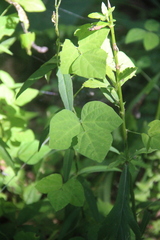 Amphicarpaea edgeworthii