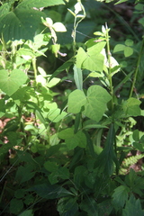 Amphicarpaea edgeworthii