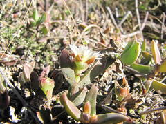 Delosperma litorale