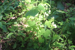 Amphicarpaea edgeworthii