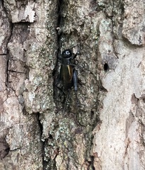 Gryllus pennsylvanicus