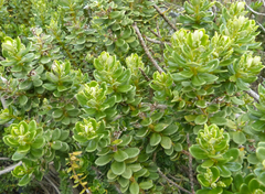 Olearia nummulariifolia