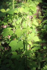 Amphicarpaea edgeworthii