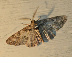 Cleora sublunaria