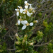 Olearia nummulariifolia - Photo (c) Shirley Kerr, some rights reserved (CC BY-NC), uploaded by Shirley Kerr