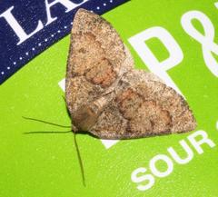 Drepanogynis miltophyris