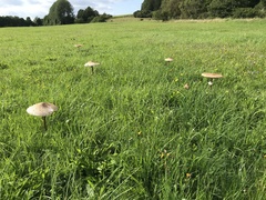 Macrolepiota procera procera