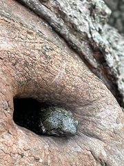 Hyla versicolor