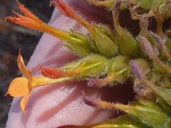 Kalanchoe lanceolata