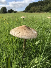 Macrolepiota procera procera