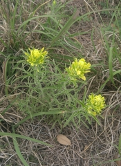 Castilleja citrina