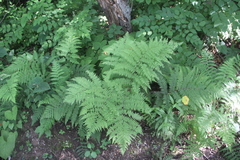 Athyrium sinense