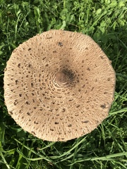 Macrolepiota procera procera