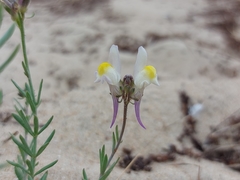 Linaria polygalifolia polygalifolia