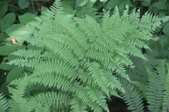 Athyrium sinense