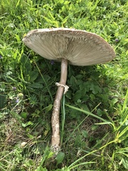 Macrolepiota procera procera