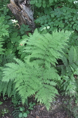 Athyrium sinense