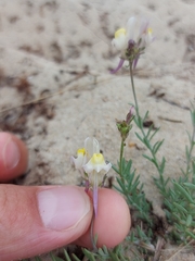 Linaria polygalifolia polygalifolia
