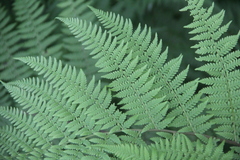 Athyrium sinense
